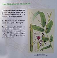 Les bambous (1).jpg